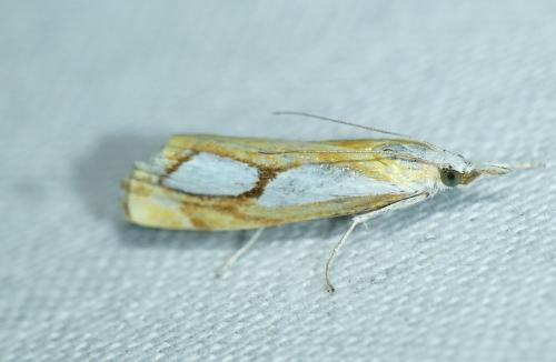 Réf. 273 584 : Catoptria pinella
